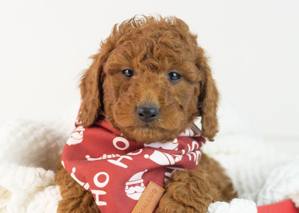 Colt goldendoodle for sale(1).jpg