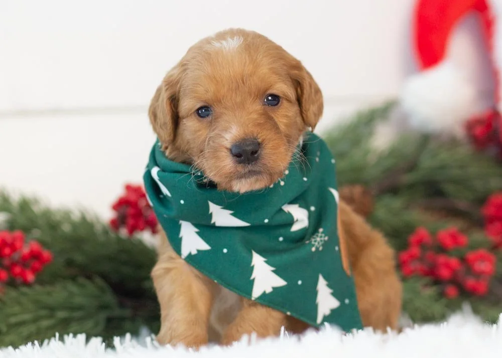 Pecan goldendoodle for sale(3).jpg