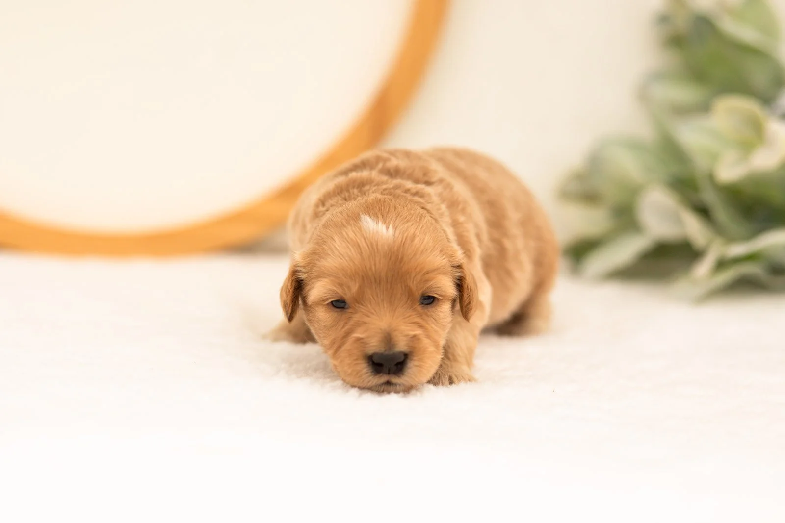 Emilia goldendoodle for sale.jpg
