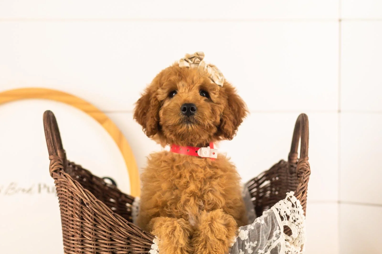 Savannah goldendoodle for sale(4).jpg