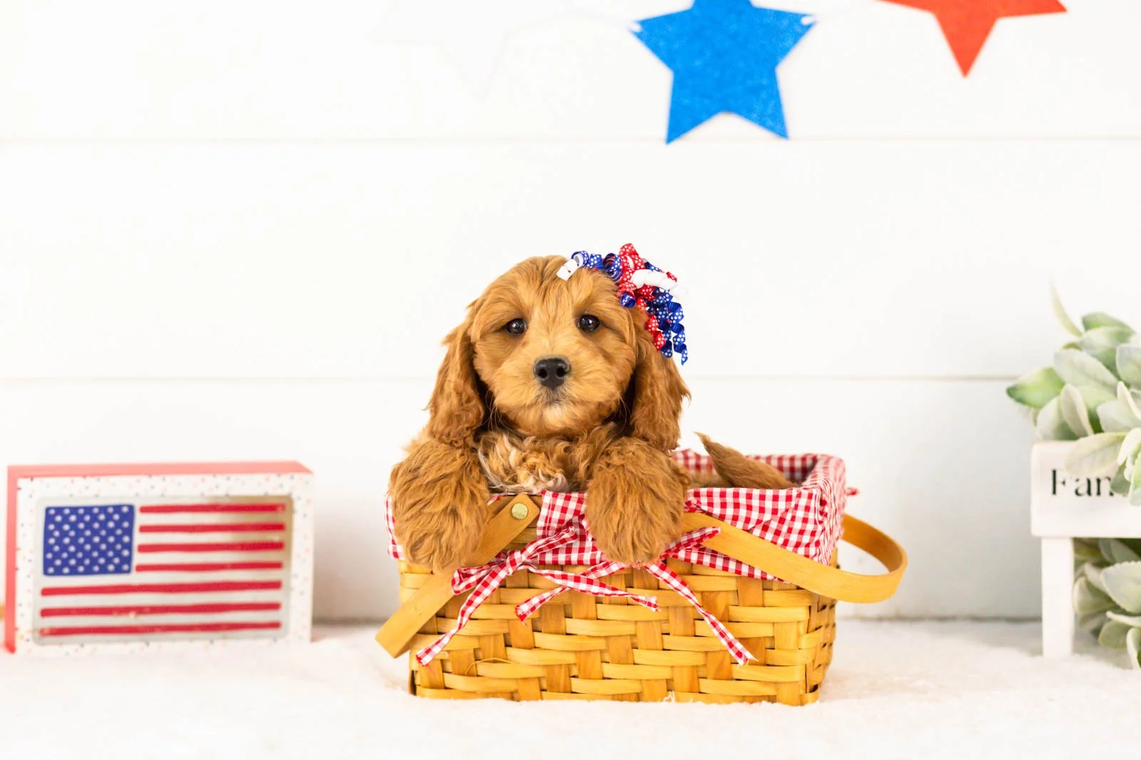 Pam goldendoodle for sale(4).jpg