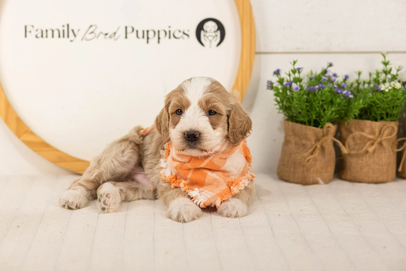 Peter goldendoodle for sale(4).jpg