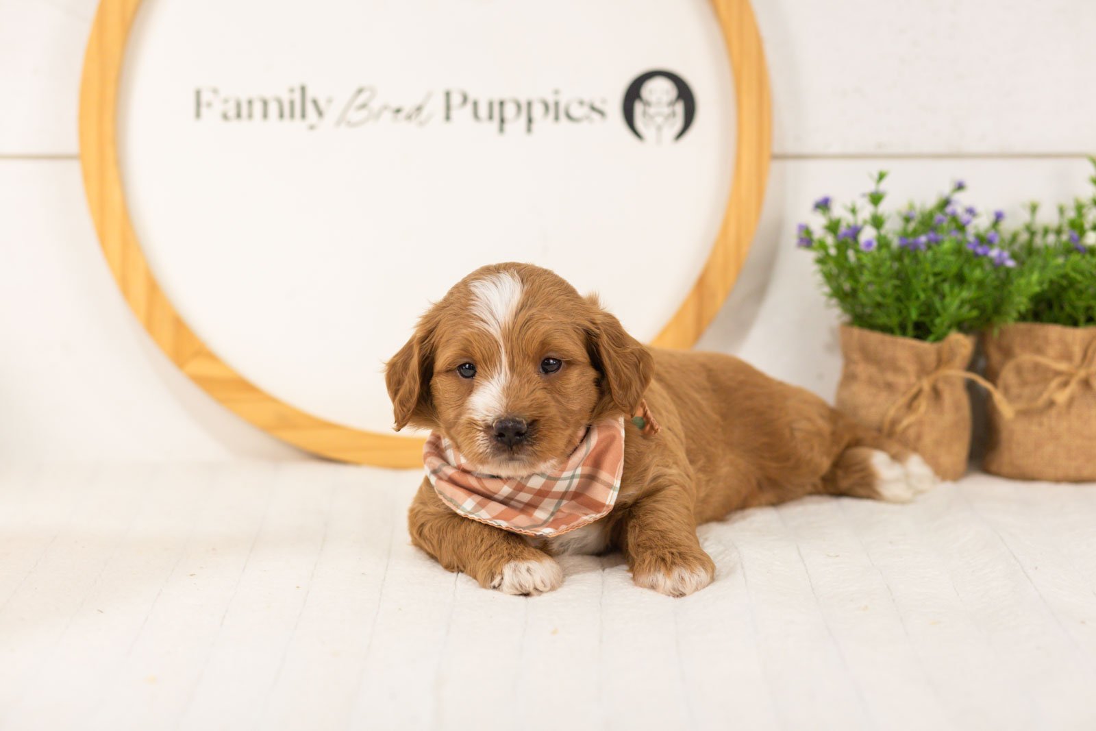 Bobby goldendoodle for sale.jpg