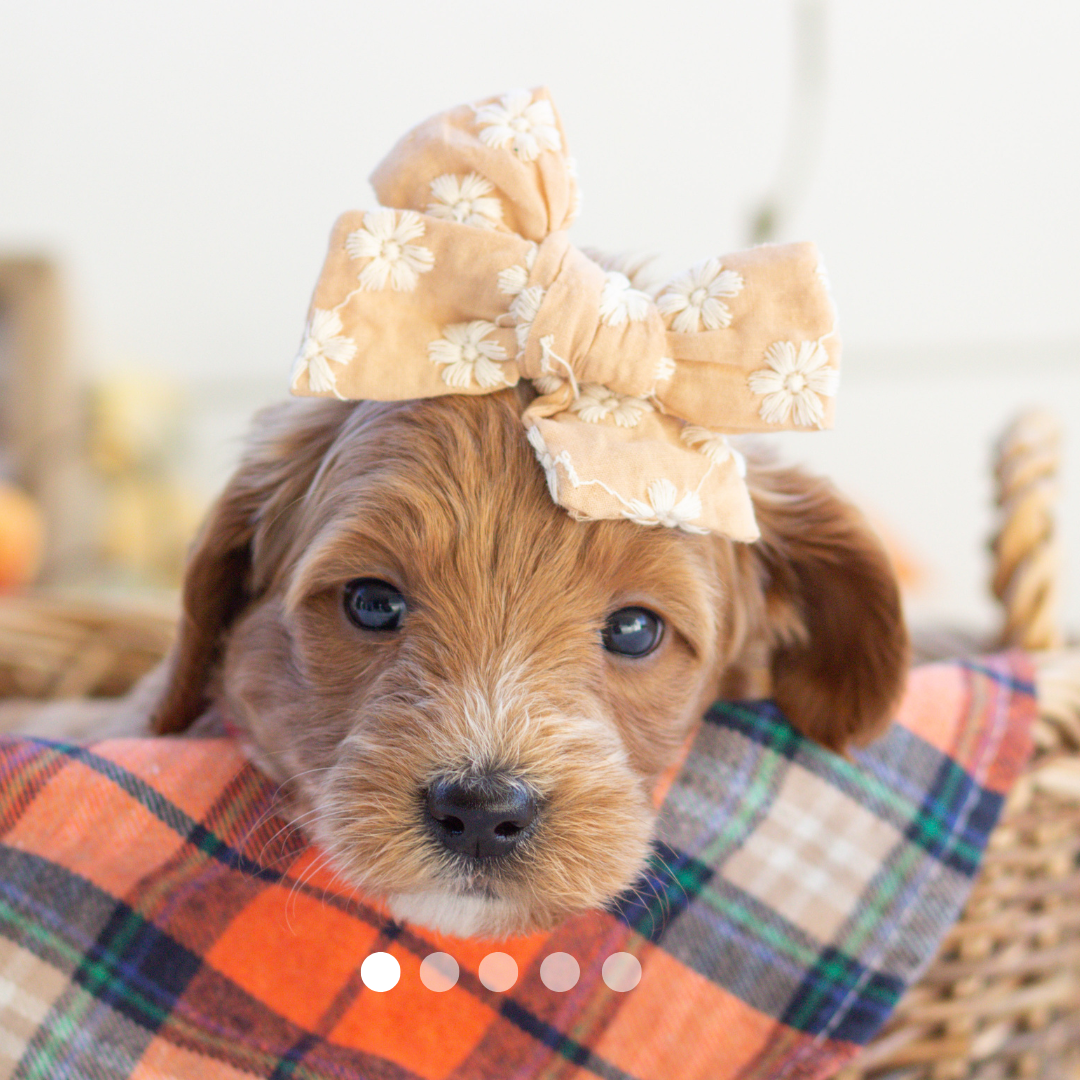 Copy of FBP Design.png