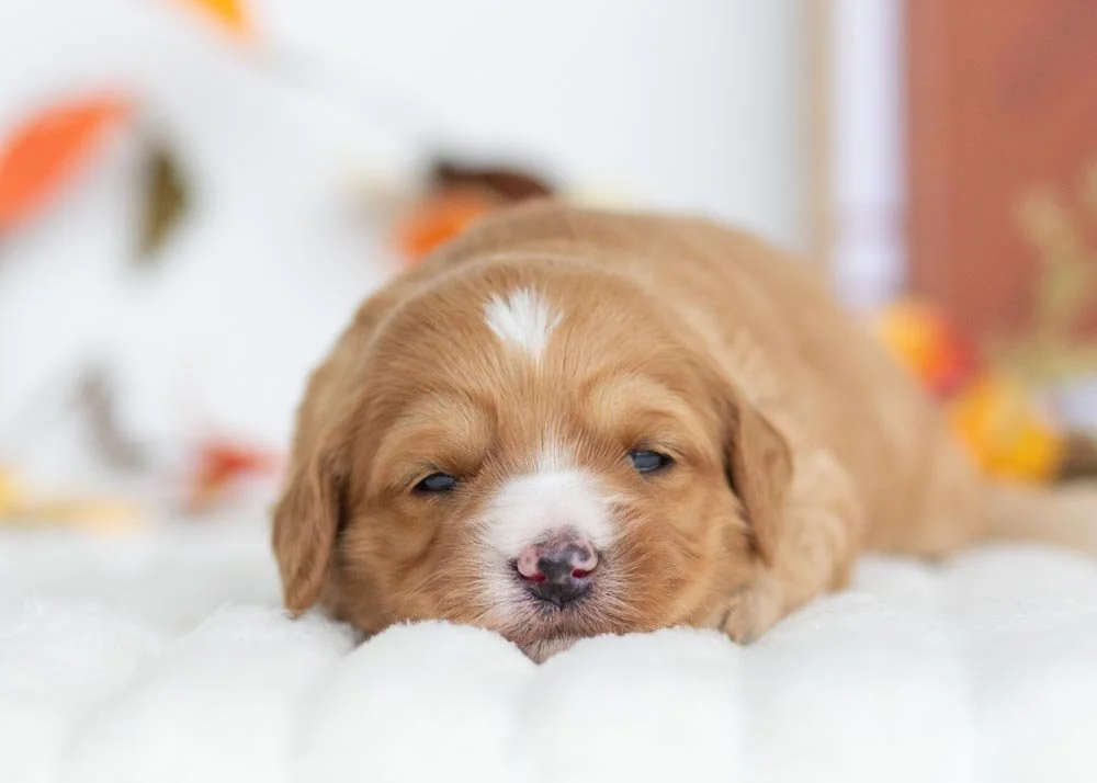 Jingle Goldendoodle for sale(1).jpg