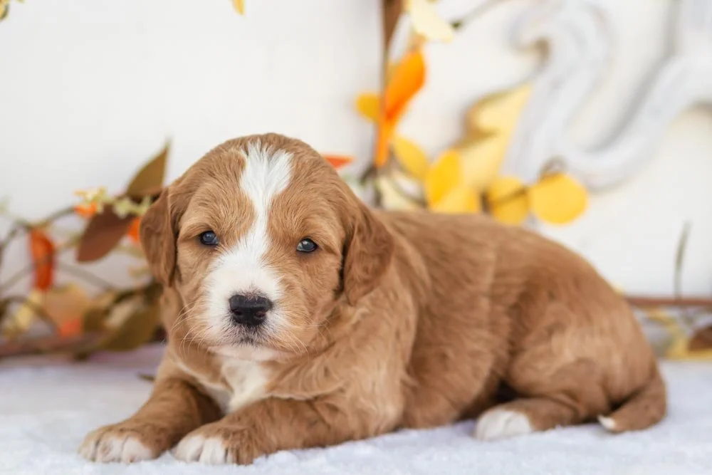 yam goldendoodle for sale.jpg
