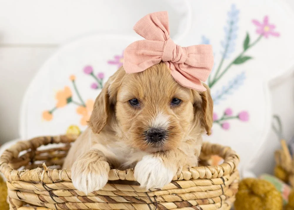 goldendoodle for sale