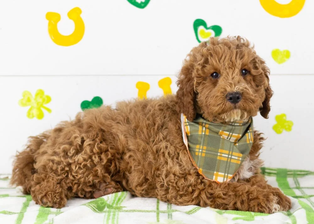 Blake goldendoodle for sale(3).jpg