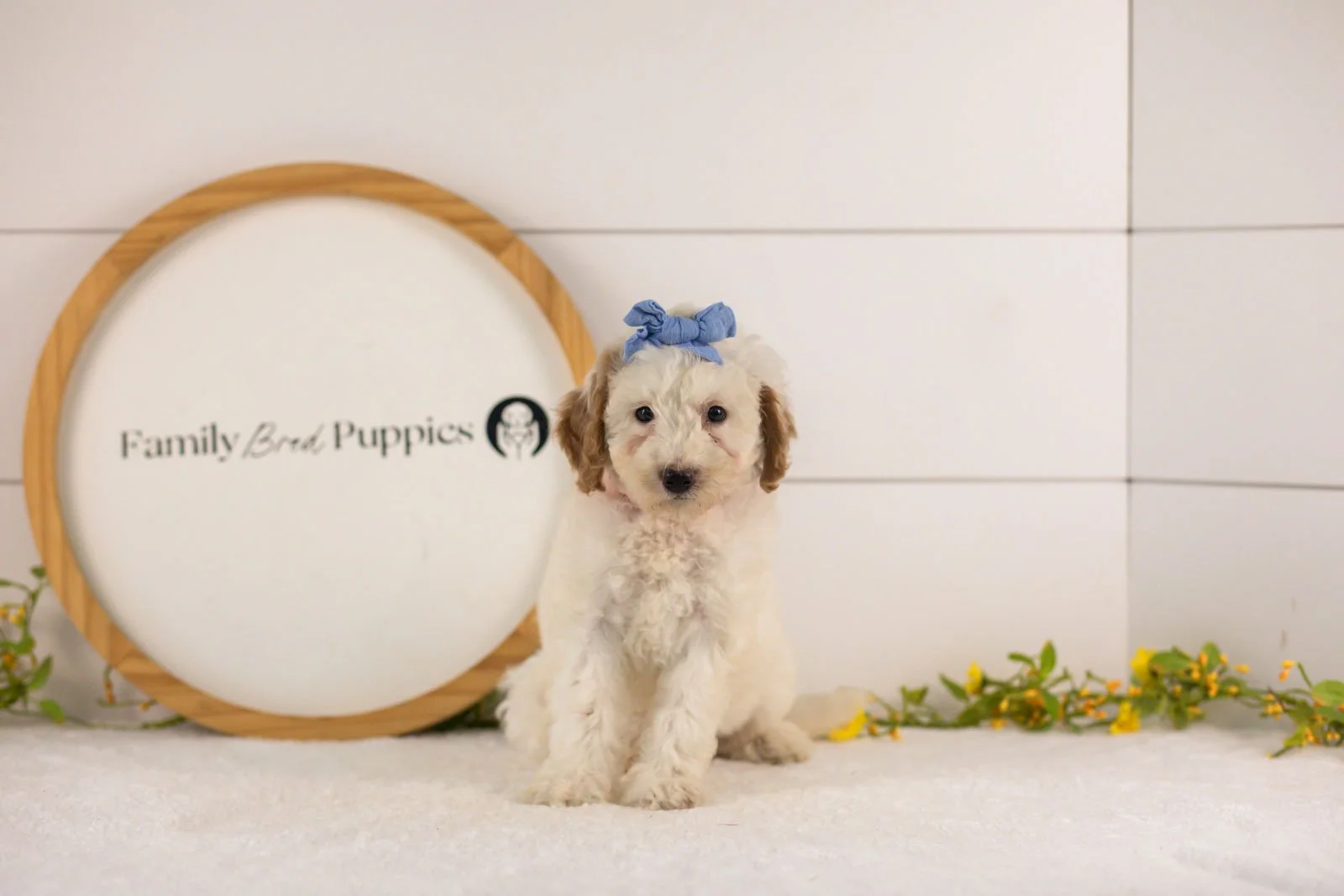 Marcia goldendoodle for sale.jpg