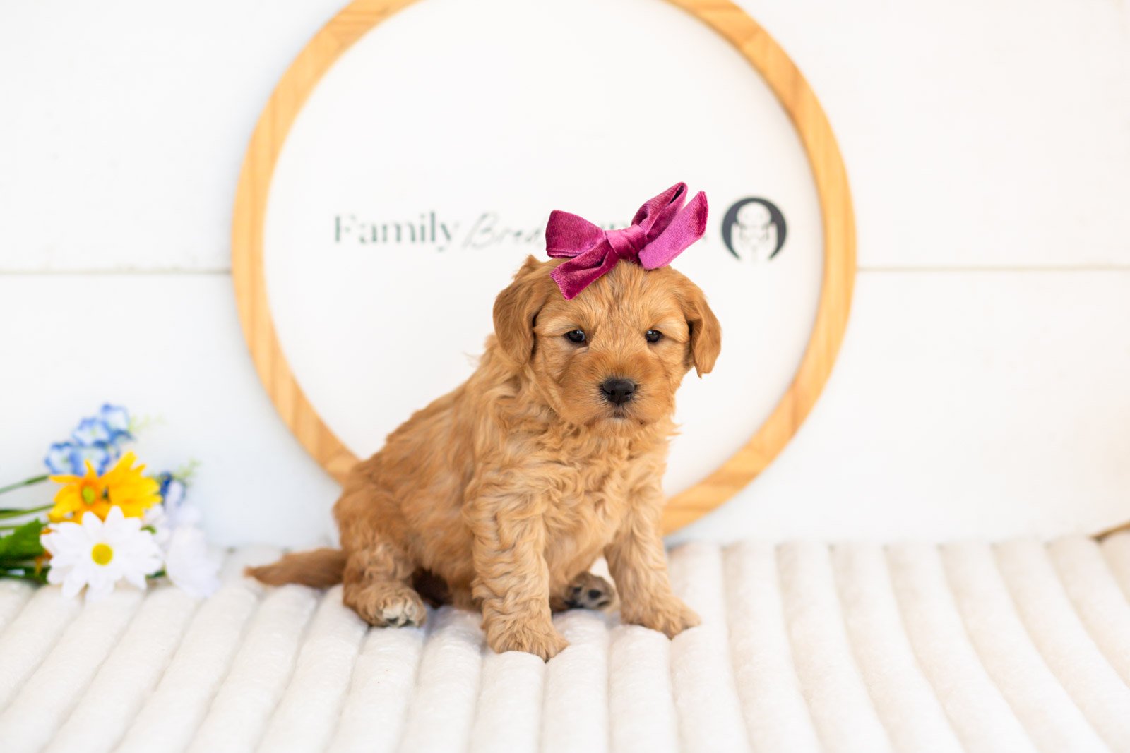 edith goldendoodle for sale.(2).jpg