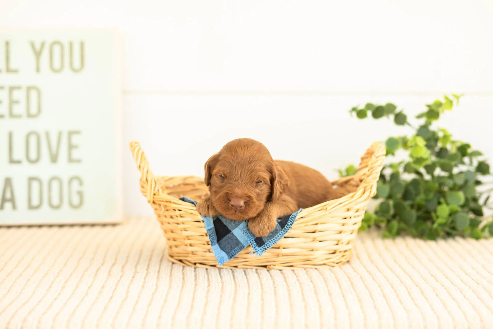 Atlas goldendoodle for sale(2).jpg