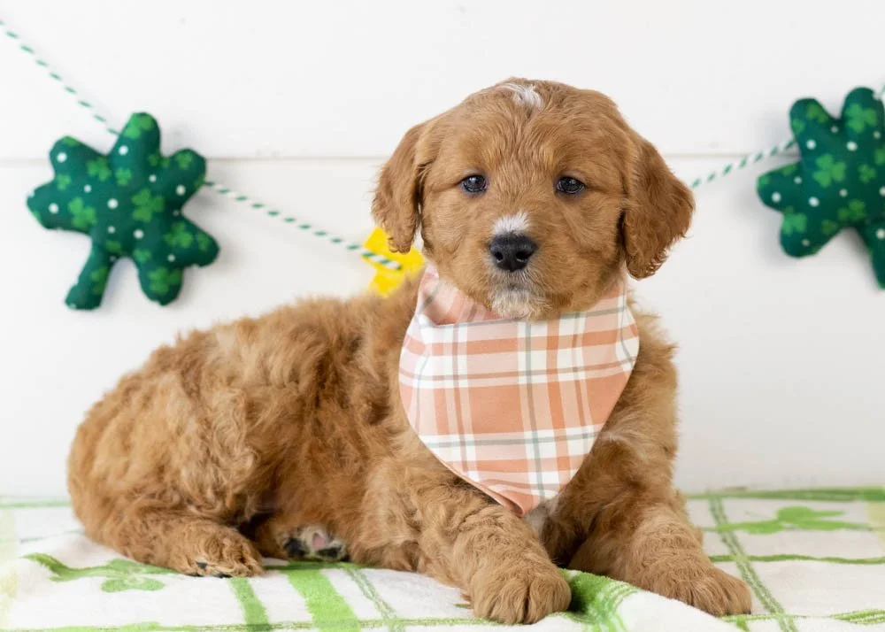 Bean goldendoodle for sale(3).jpg