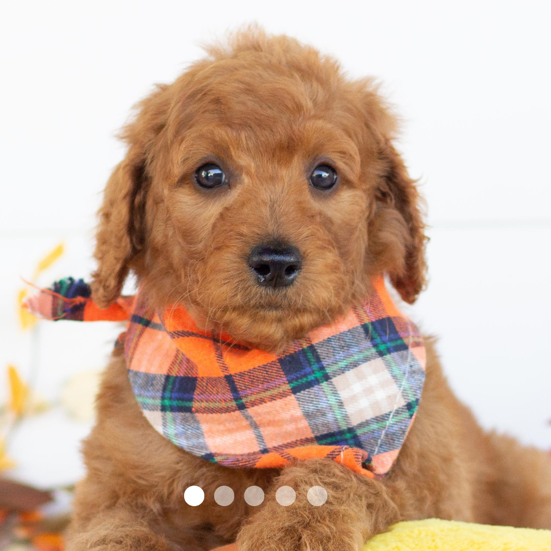 Copy of FBP Design.png