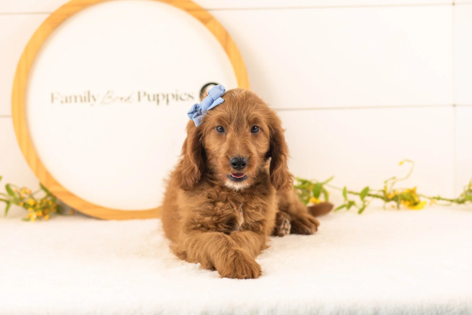 Eliza goldendoodle for sale(1).jpg