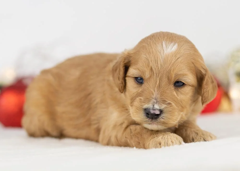 Beau goldendoodle for sale(1).jpg