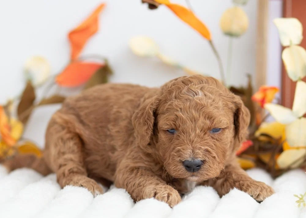 Rocky Road goldendoodle for sale(2).jpg