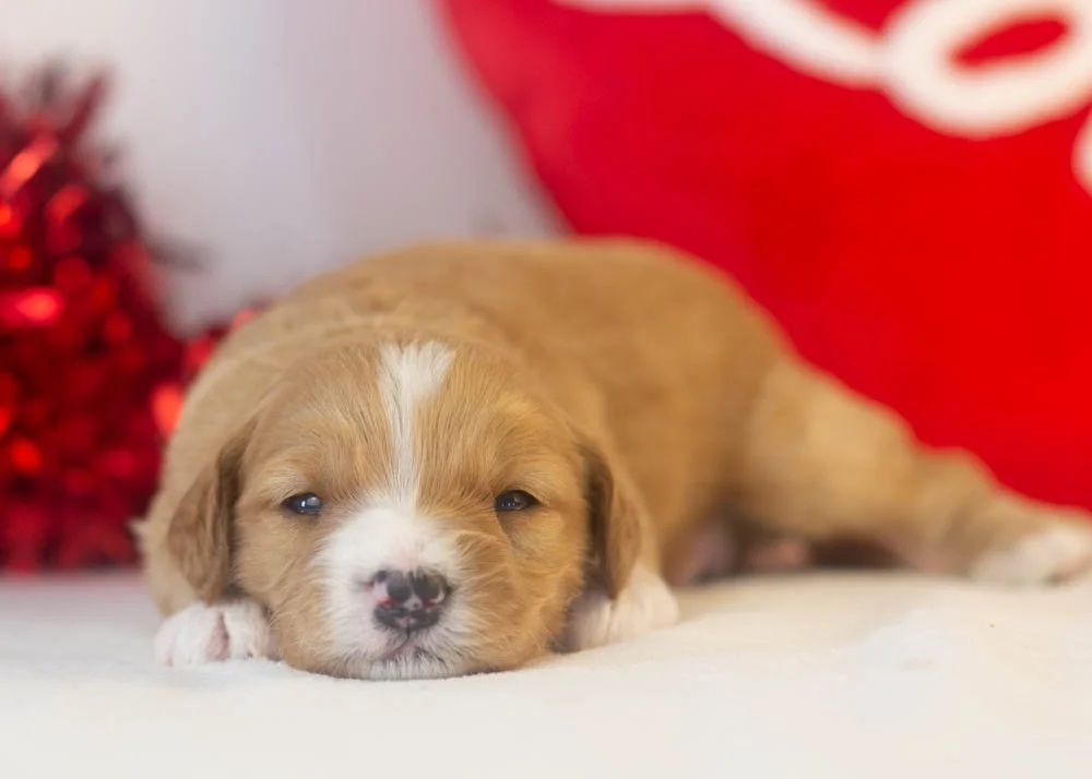 Paul goldendoodle for sale(3).jpg