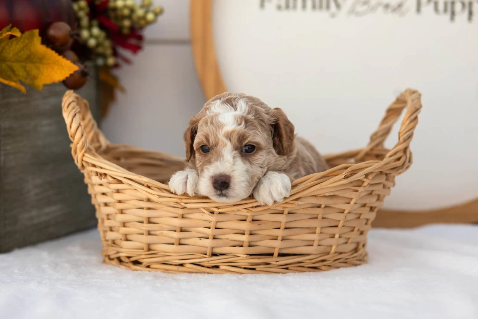 Pink Lady goldendoodle for sale.jpg
