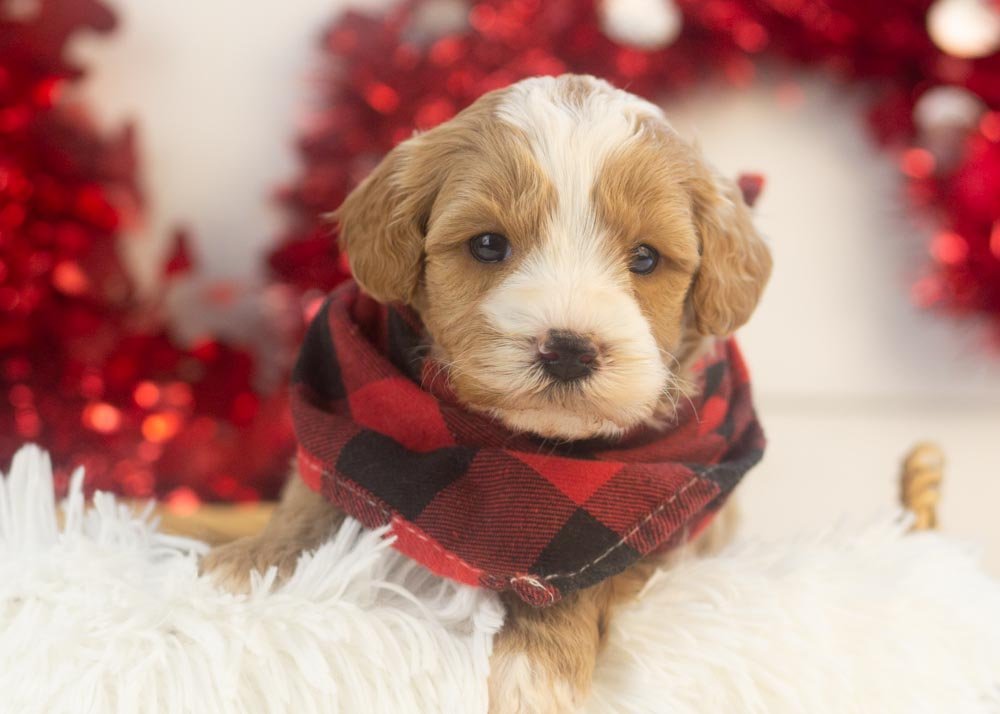 Dustin goldendoodle for sale(1).jpg