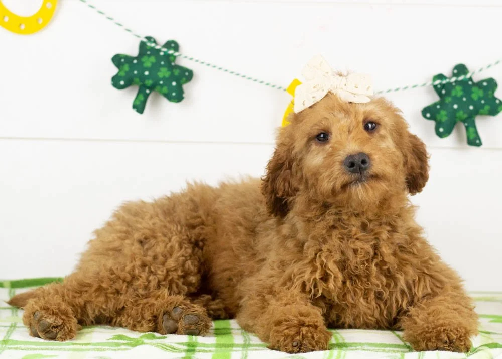 Ava goldendoodle for sale(1).jpg