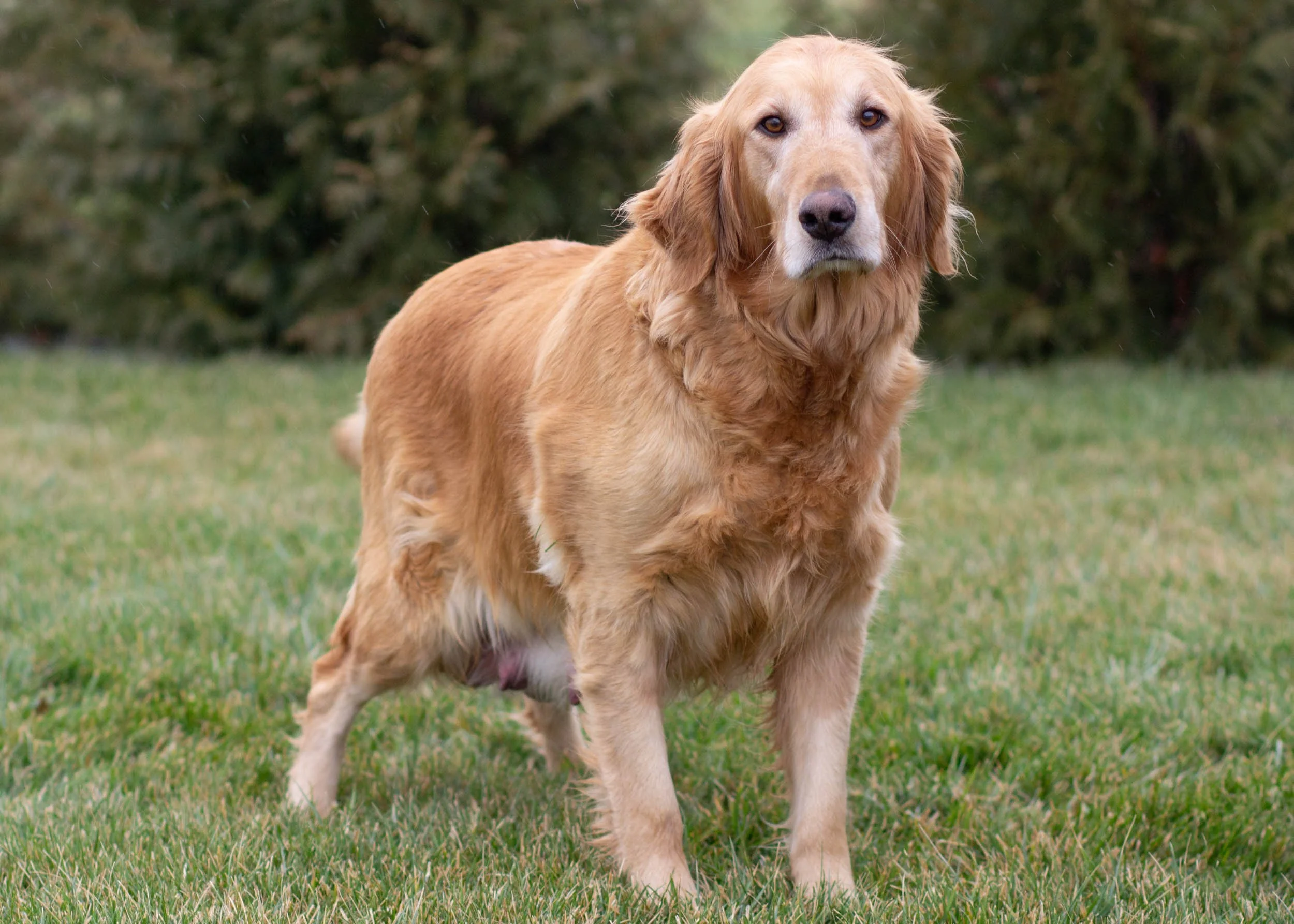 mom golden retriever