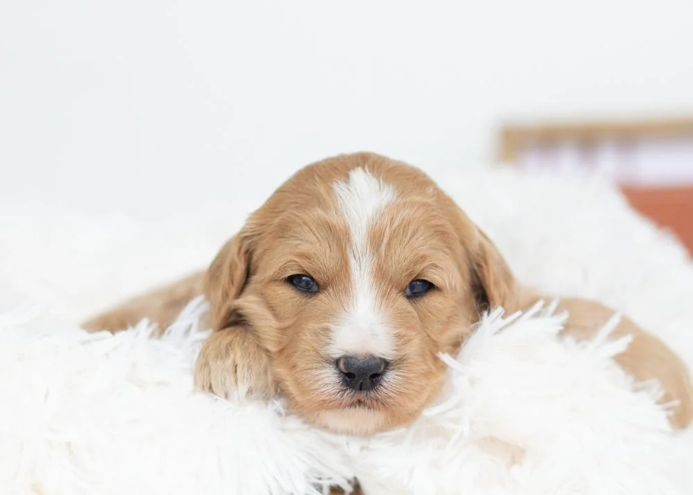 Starlight Goldendoodle for sale.jpg