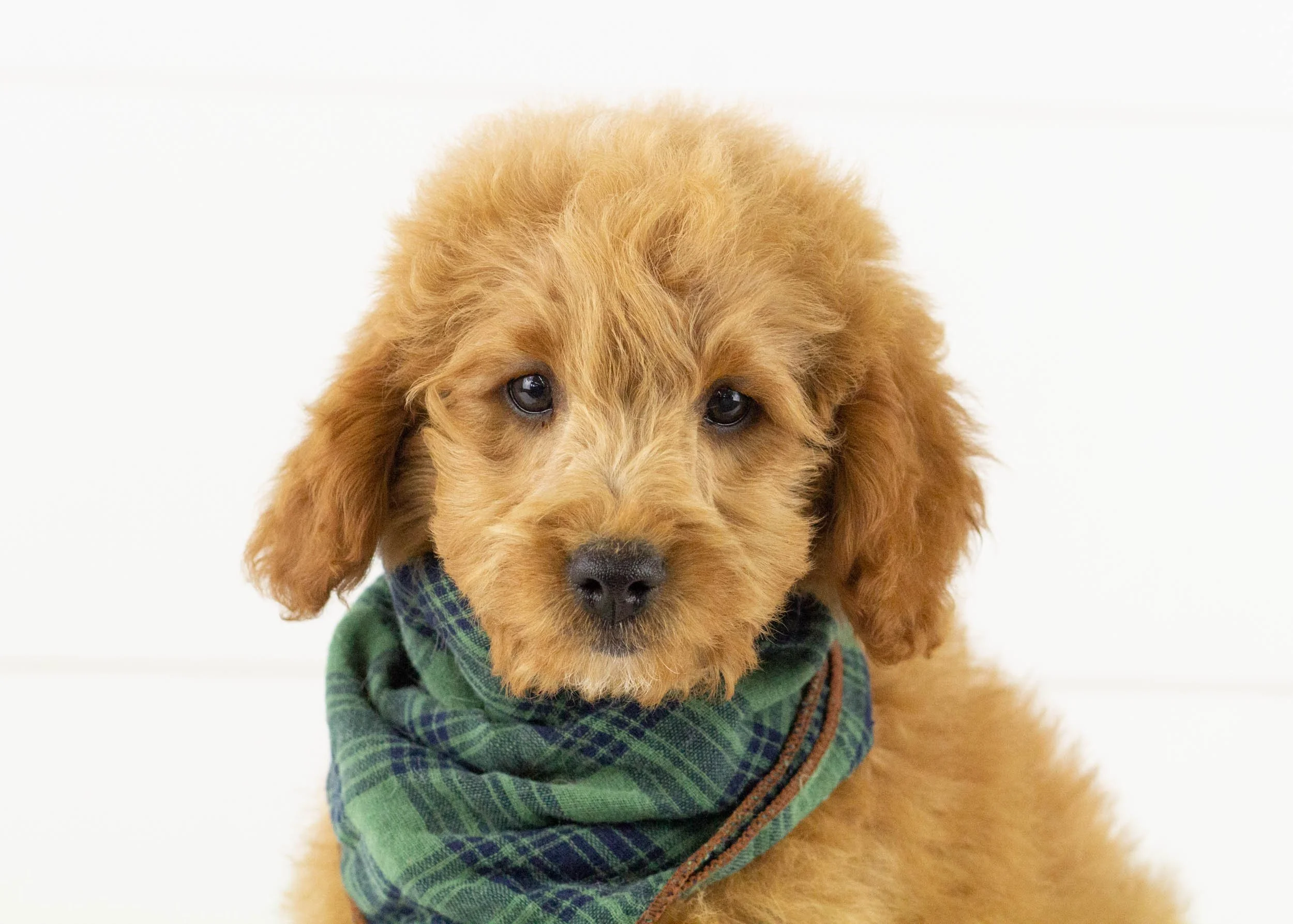 Leo goldendoodle for sale(2).jpg