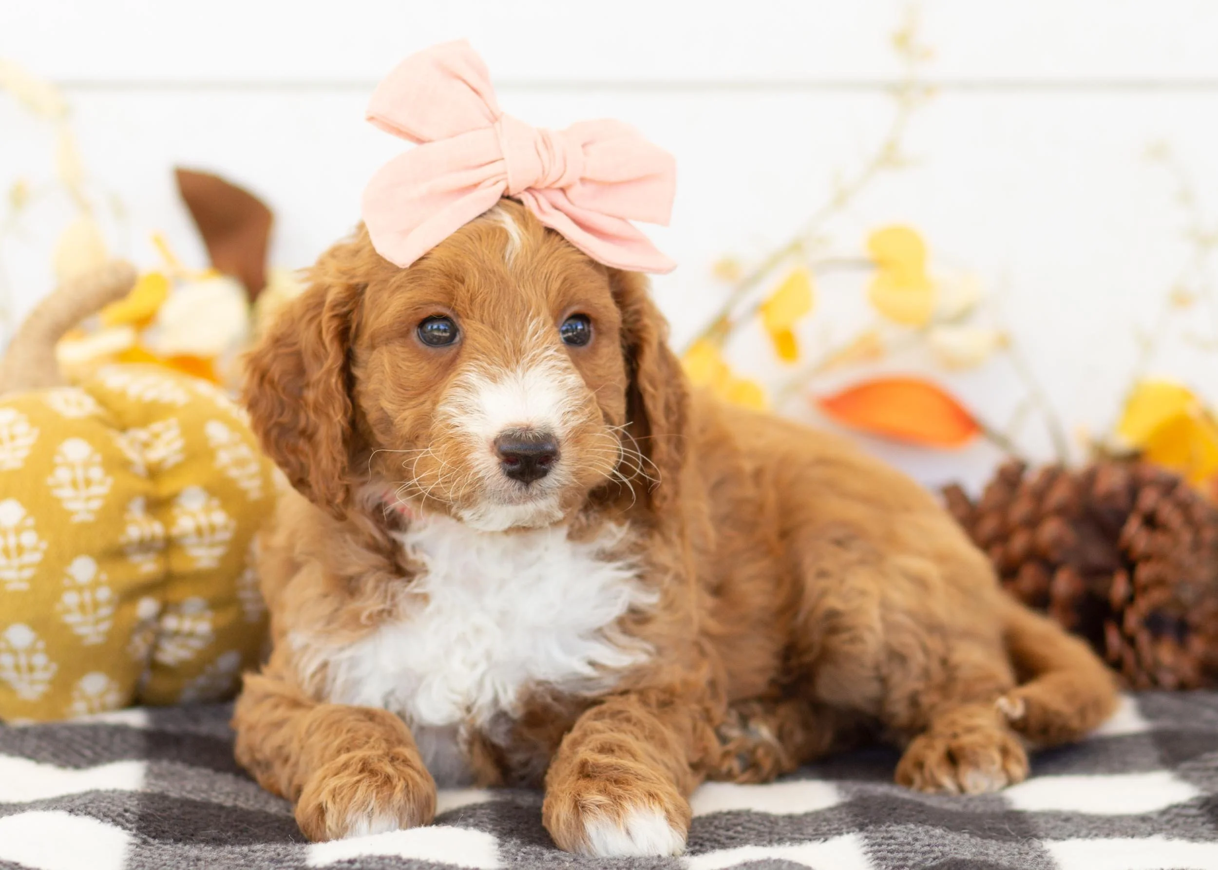 Dior goldendoodle for sale(1).jpg