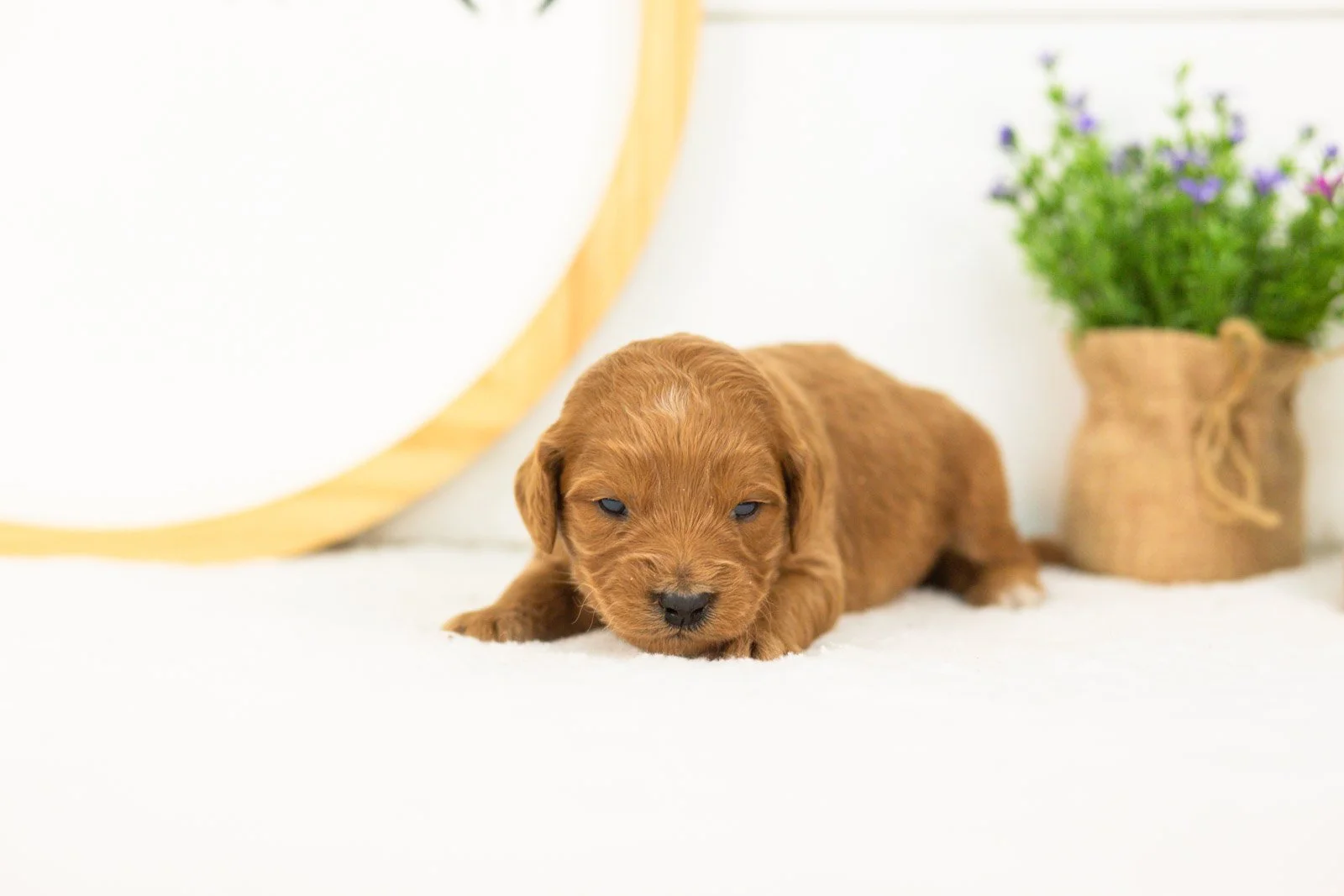 Doody goldendoodle for sale(2).jpg