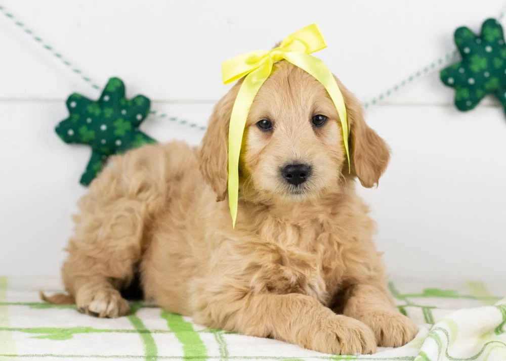 Taffy goldendoodle for sale(1).jpg