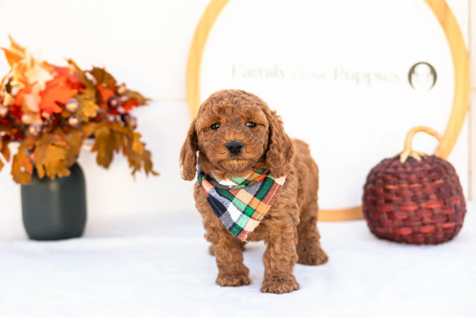 Elijah goldendoodle for sale 3.jpg