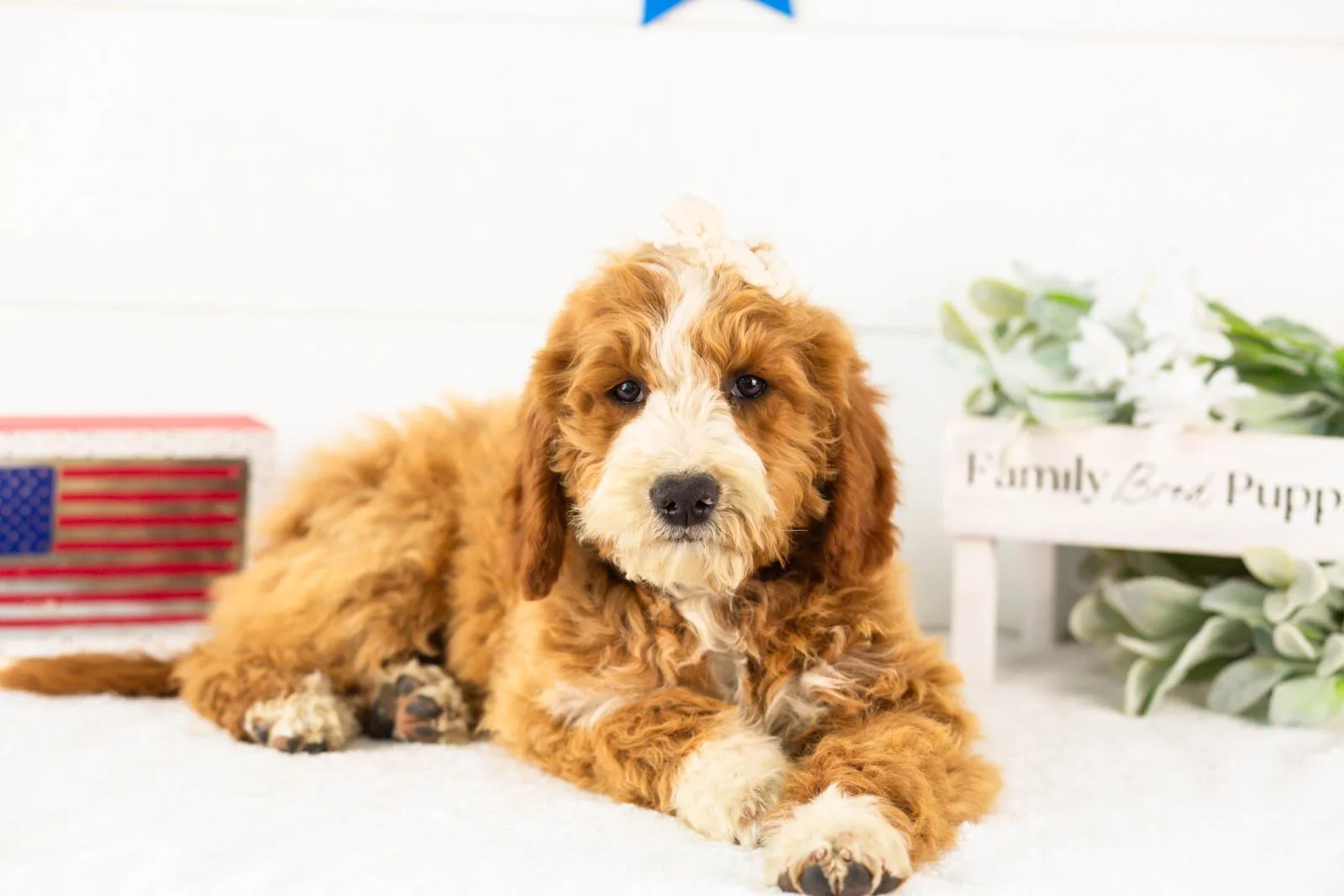 Brenda goldendoodle for sale(1).jpg