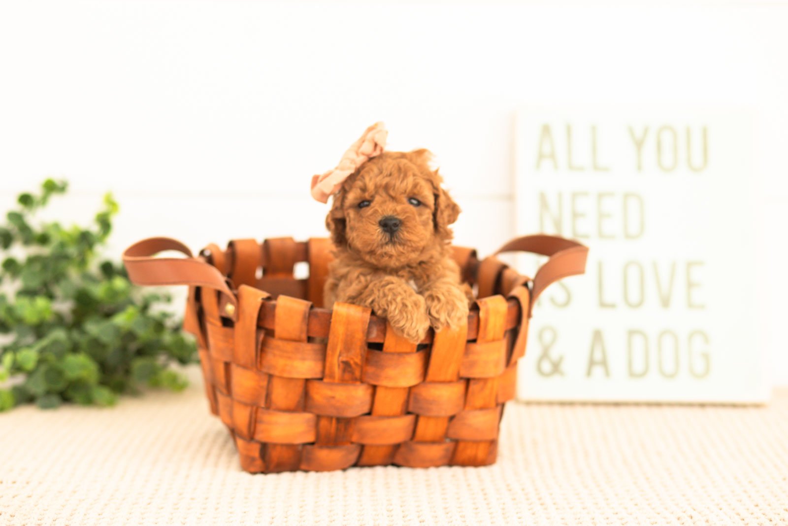 Velvet goldendoodle for sale.jpg
