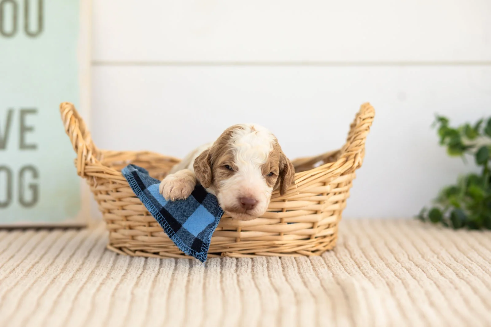 Brooks goldendoodle for sale(3).jpg