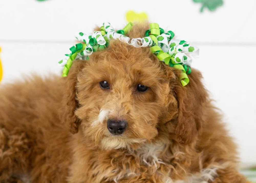 Chilli goldendoodle for sale(1).jpg