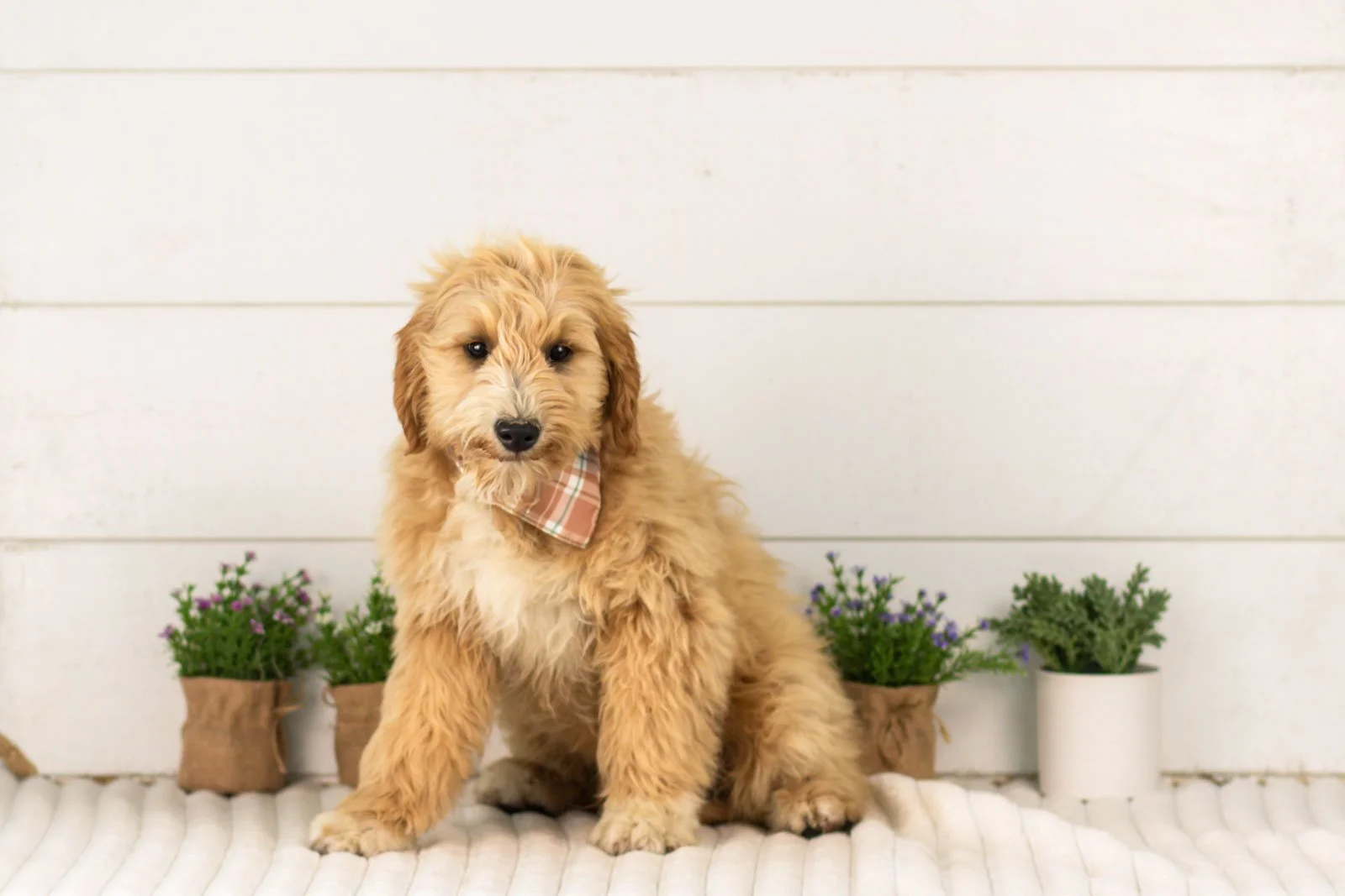 goldendoodle for sale