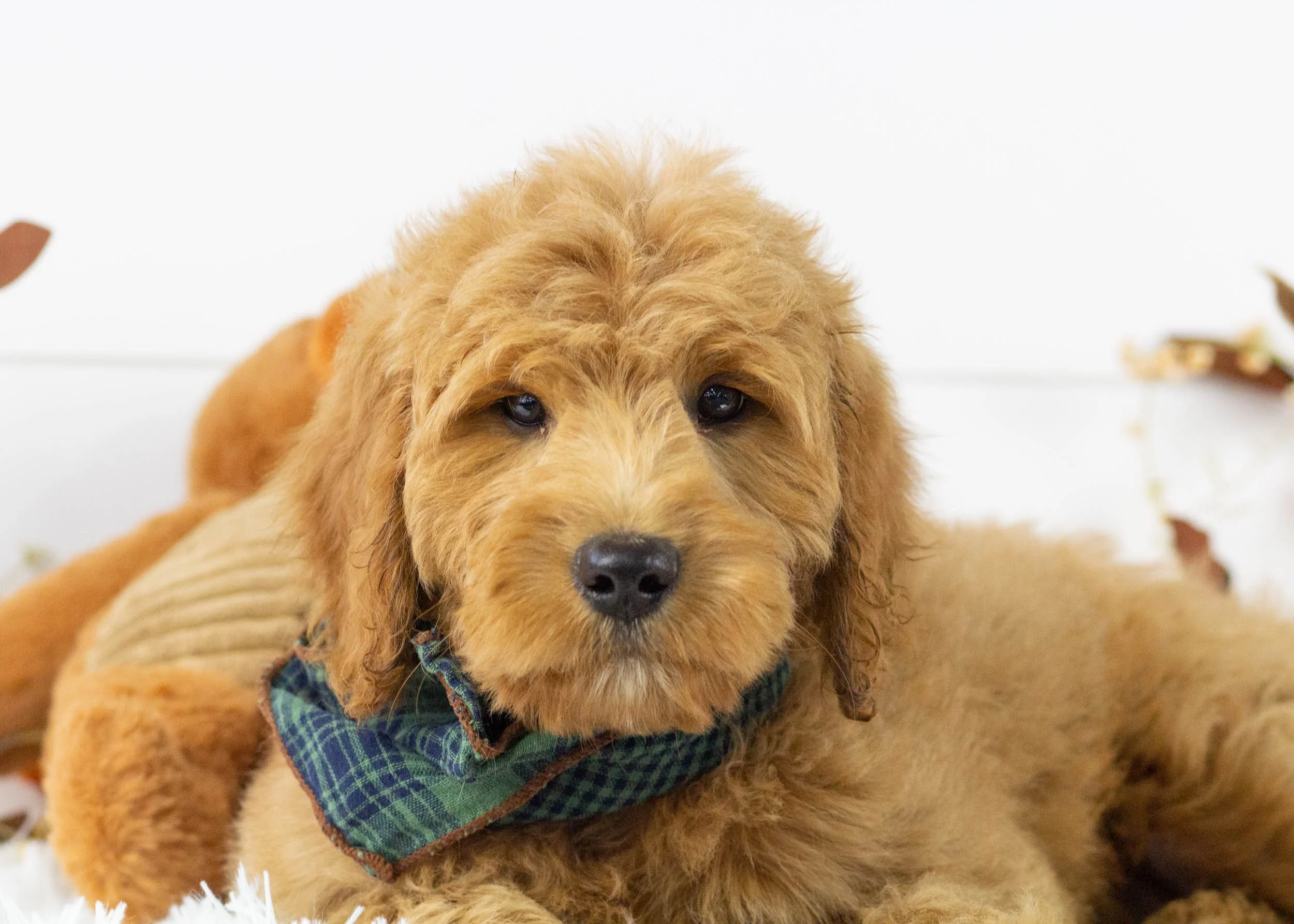 kona goldendoodle for sale(2).jpg