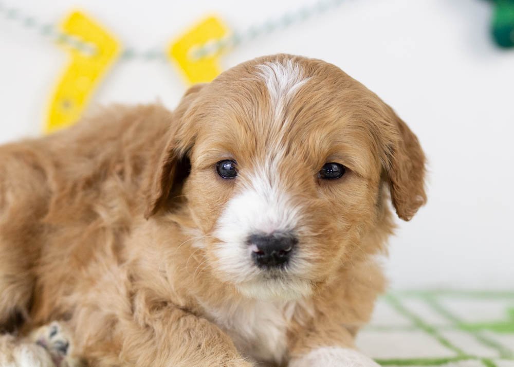 Paul goldendoodle for sale(3).jpg