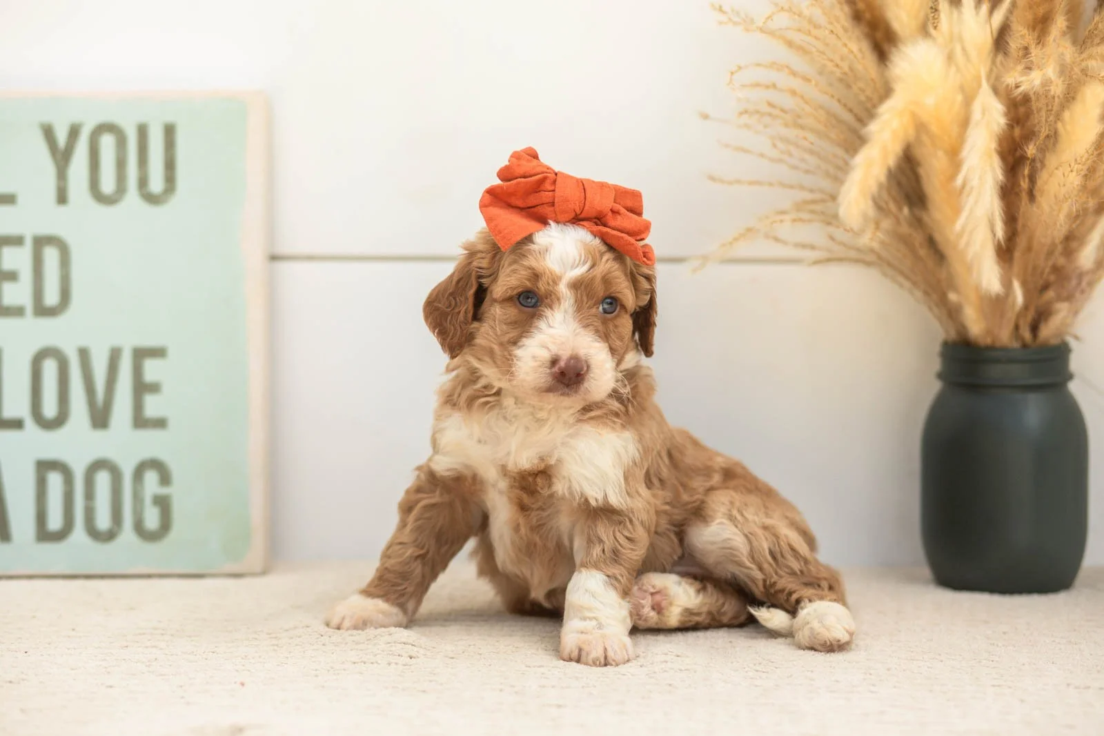 Wren goldendoodle for sale(4).jpg