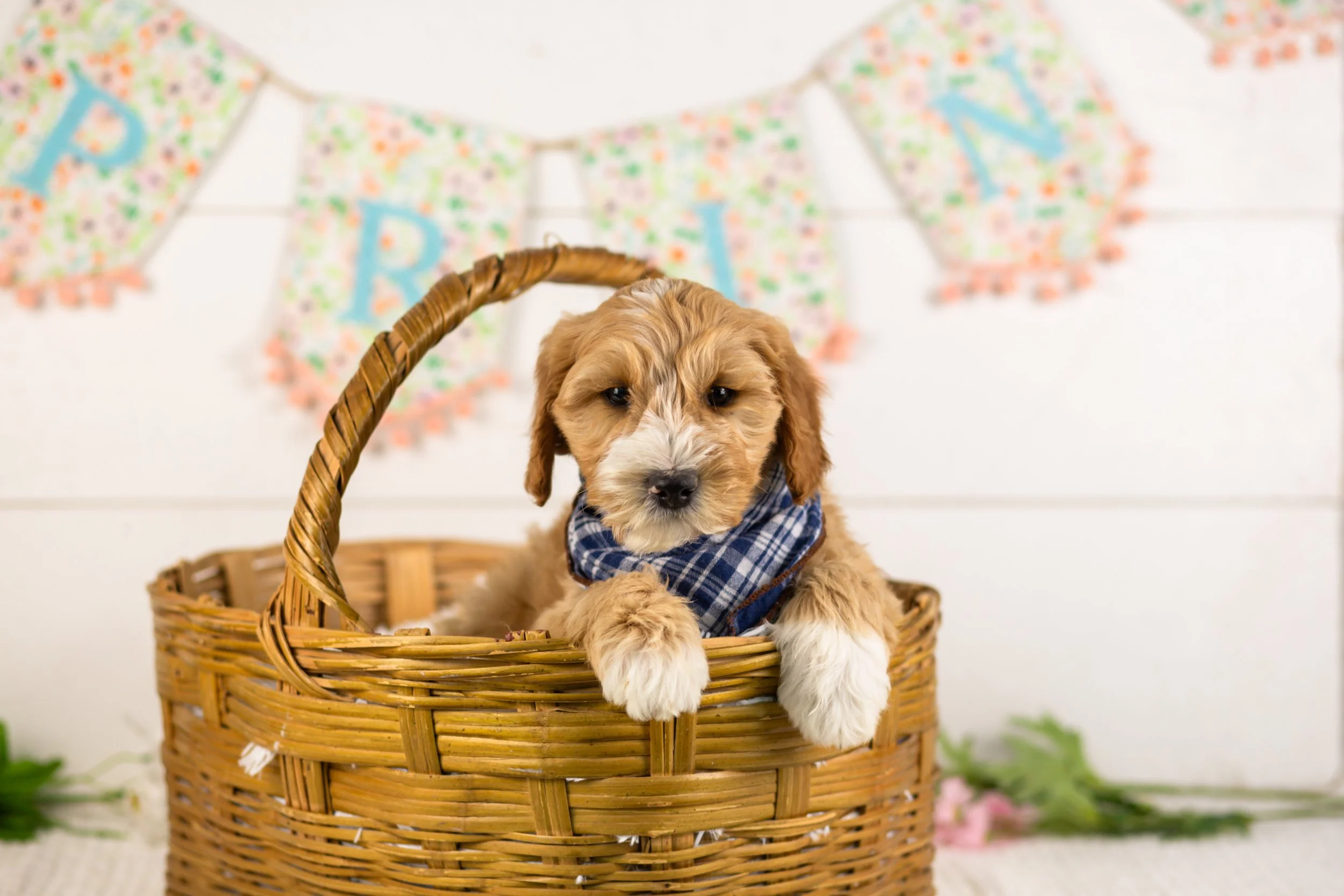 goldendoodle for sale