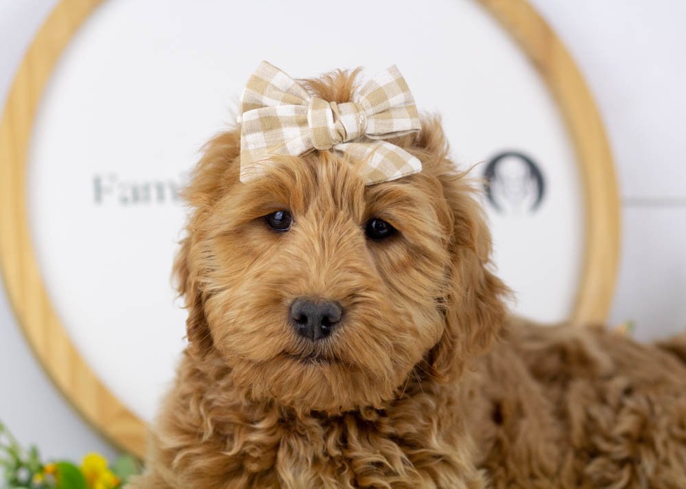 Lynx goldendoodle for sale(1).jpg