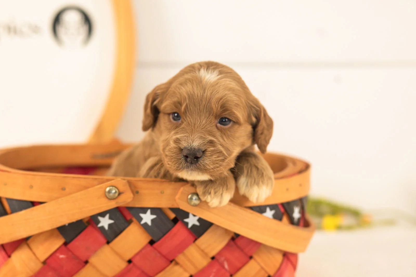Ember goldendoodle for sale(3).jpg