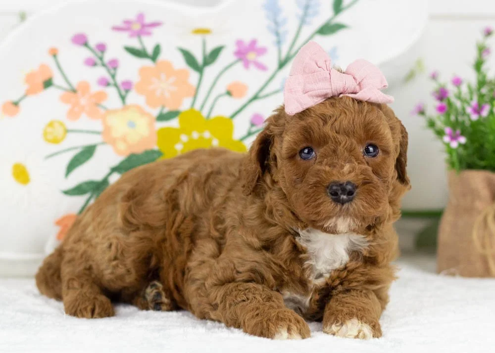 poppy goldendoodle for sale.jpg