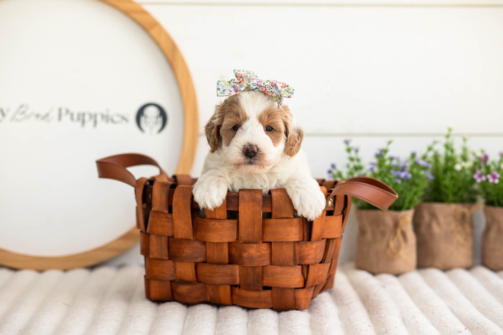 Leslie goldendoodle for sale(4).jpg