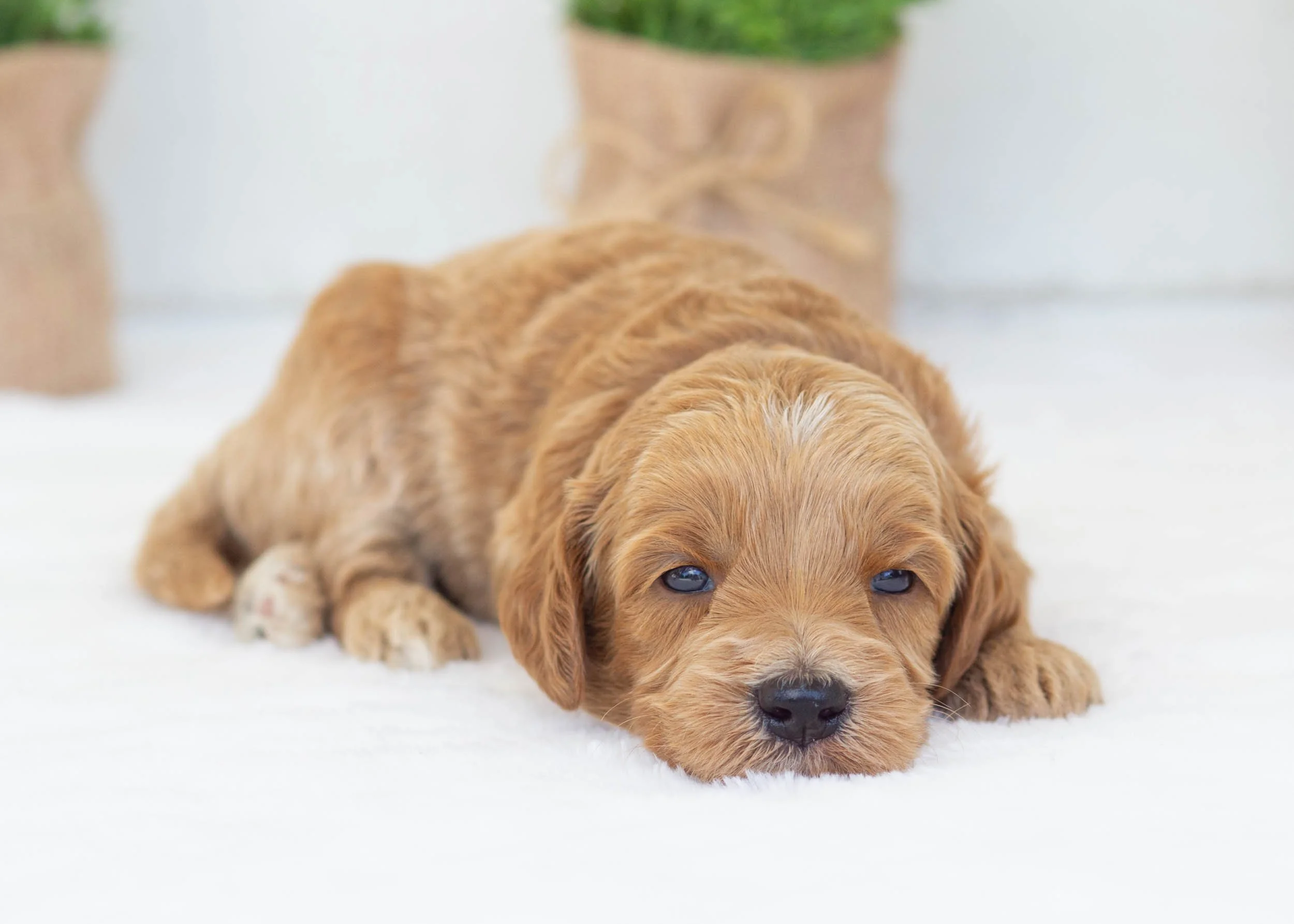 Bogey goldendoodle for sale(2).jpg