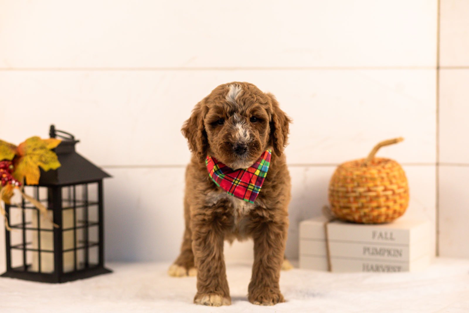 Alps goldendoodle for sale 3.jpg