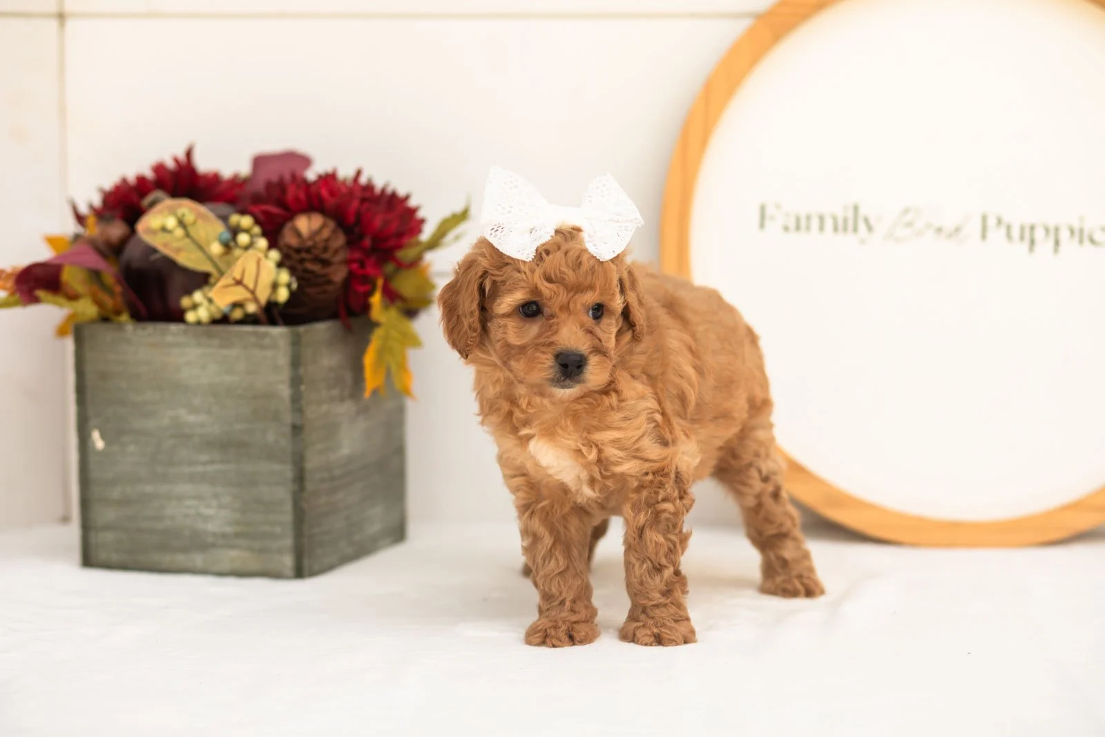 Mantis goldendoodle for sale(2).jpg