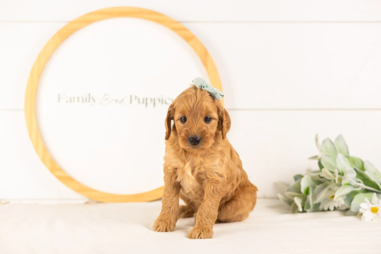 Seqoia goldendoodle for sale.(2).jpg