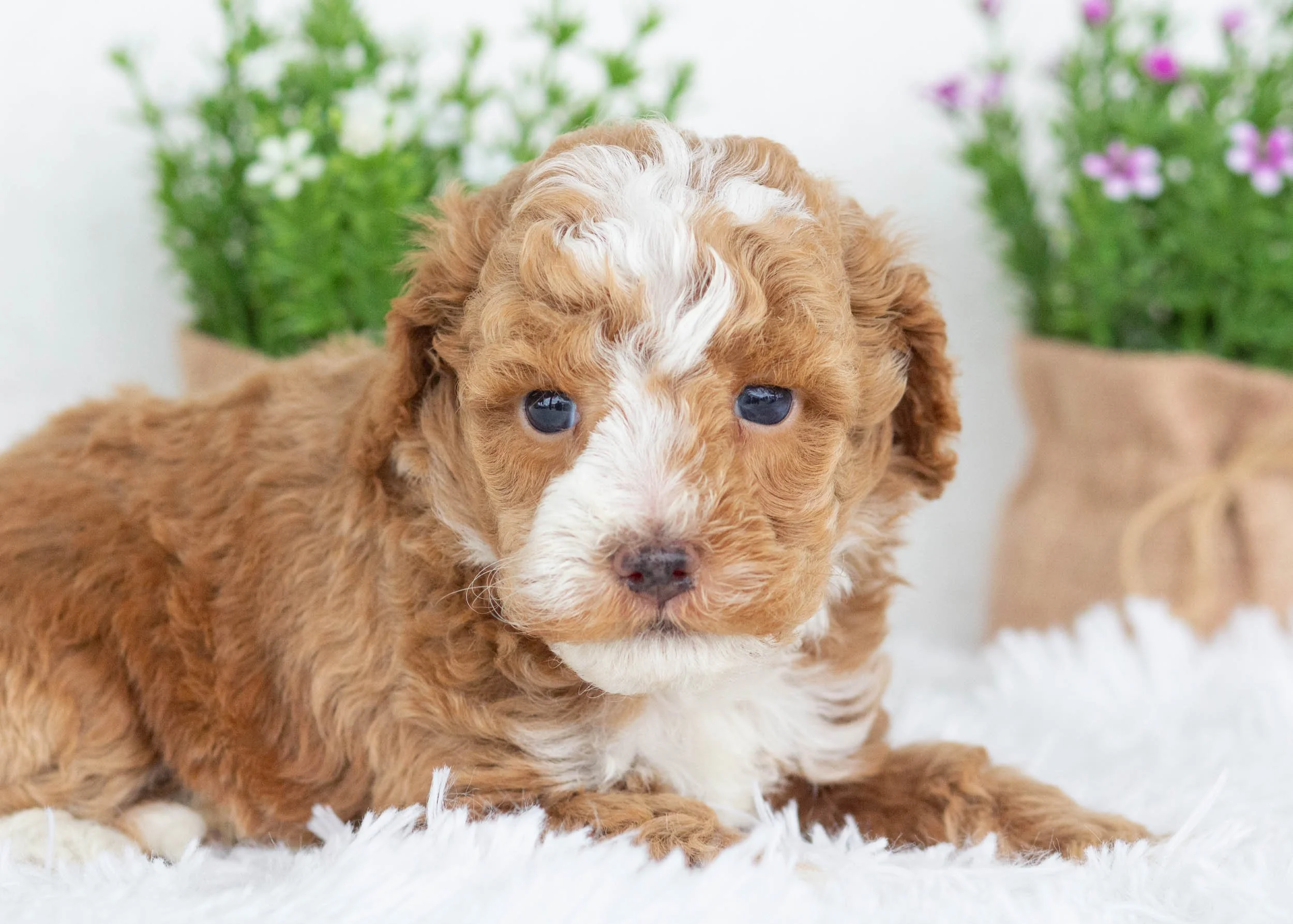 Maxwell goldendoodle for sale.jpg