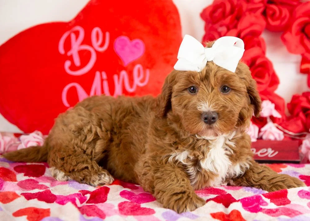anna goldendoodle for sale(2).jpg